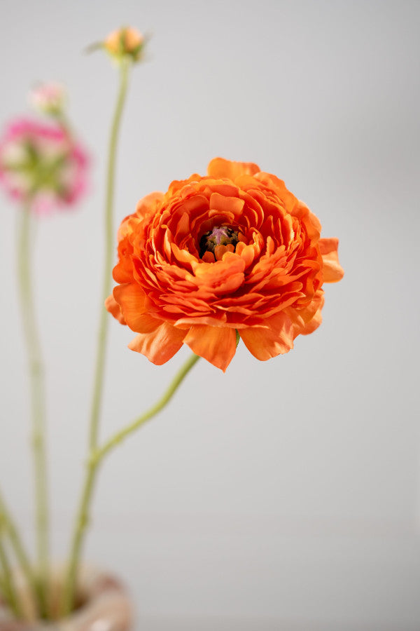 RENONCULE Ramifiée orange 60 cm