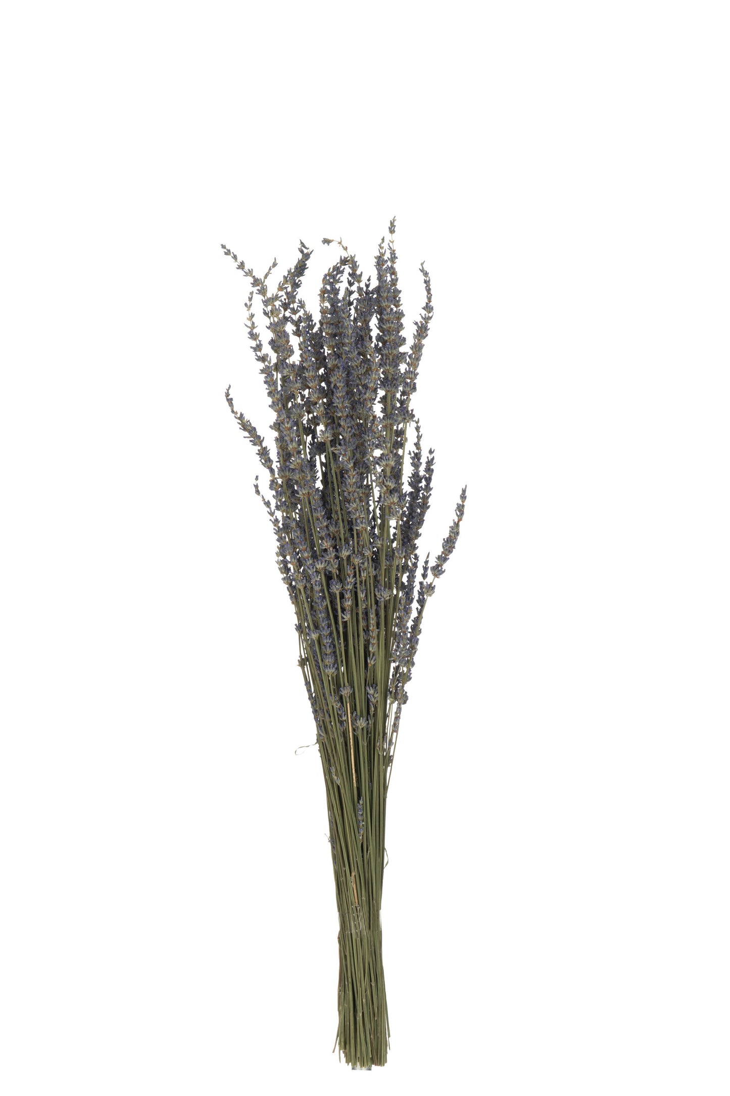 LAVANDE Bouquet séché mauve