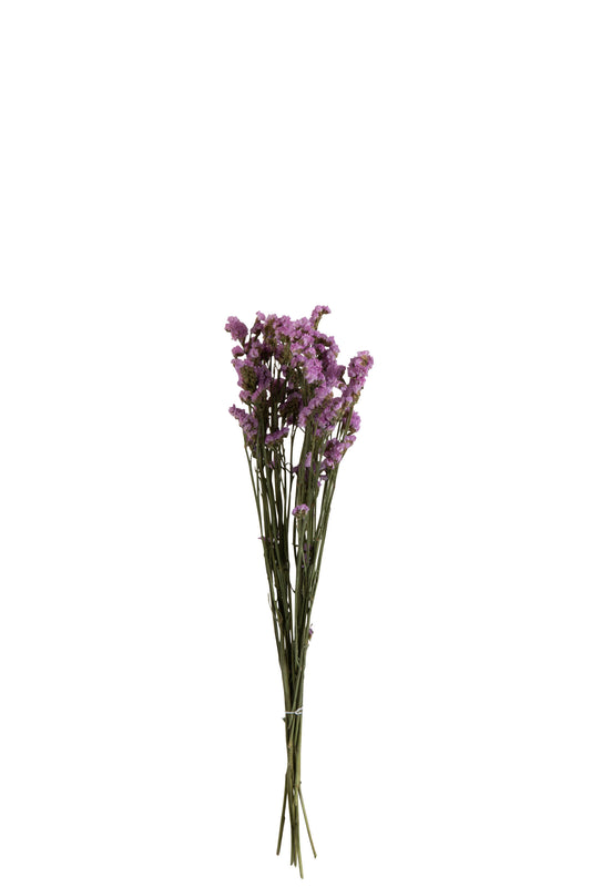 MYOSOTIS Botte fleurs séchées mauve