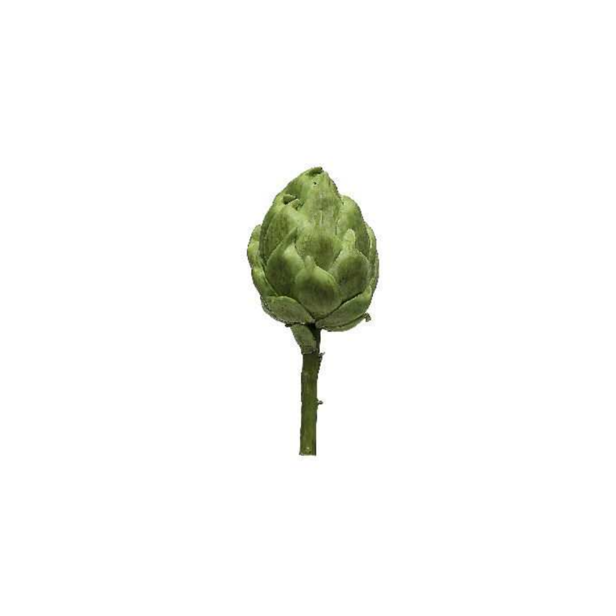 ARTICHAUD vert sur tige