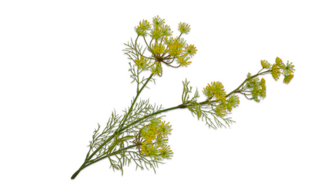 ANETH Ramifiée jaune 84 cm