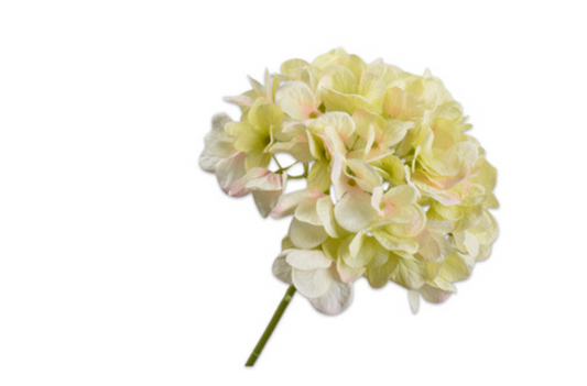 HORTENSIA Pédoncule crème/vert 48 cm