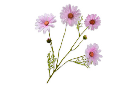 MARGUERITE Ramifiée rose 60 cm