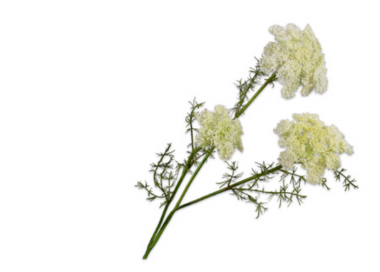 ANETH Ramifiée blanc 74 cm