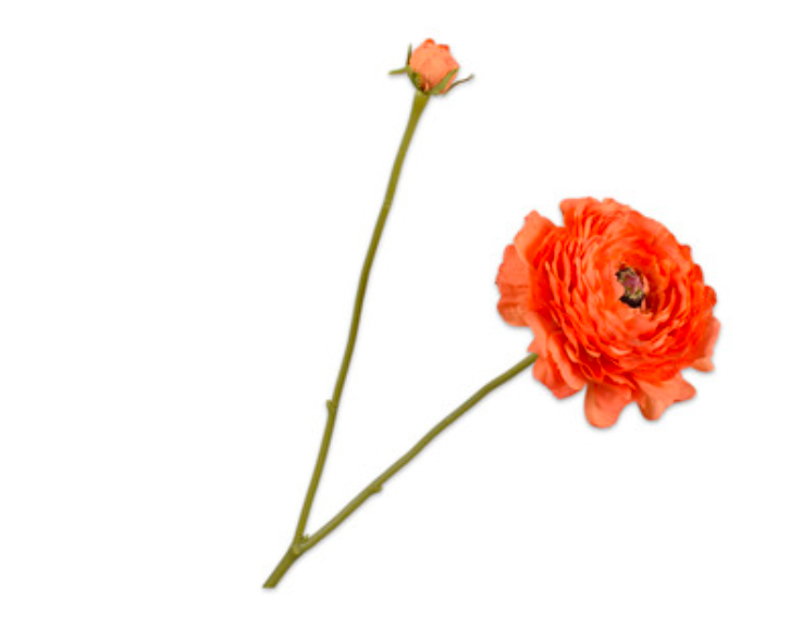 RENONCULE Ramifiée orange 60 cm