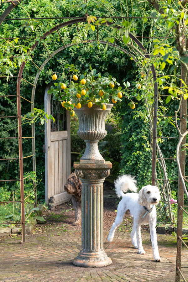 BRANCHE CITRONNIER textile vert jaune